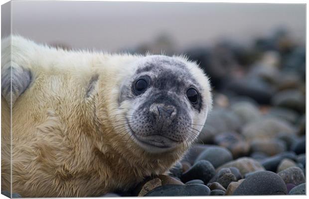Seal Pup Canvas Print by Mike Snelle