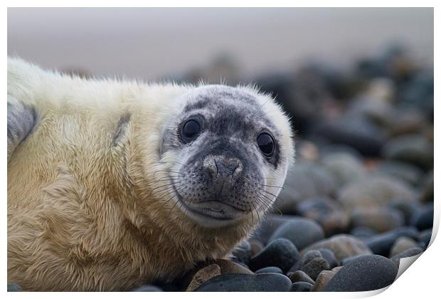 Seal Pup Print by Mike Snelle