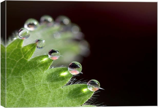 Droplets Canvas Print by Mike Snelle