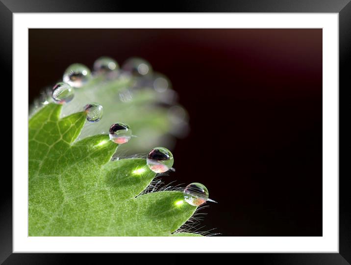 Droplets Framed Mounted Print by Mike Snelle