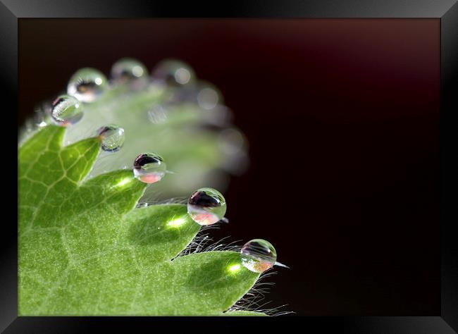 Droplets Framed Print by Mike Snelle