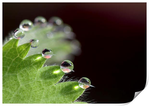 Droplets Print by Mike Snelle