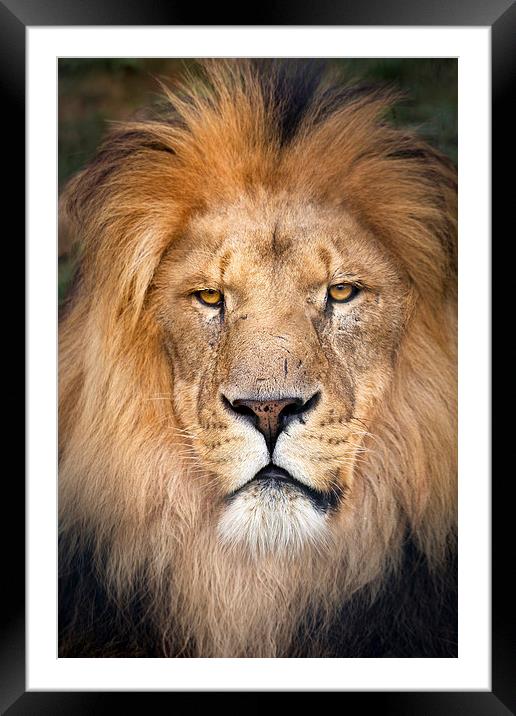 Lion Face Framed Mounted Print by Kenneth Dear