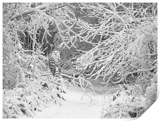 Snowy Owl in woods Print by Kenneth Dear