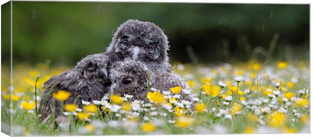 Cute owl chicks in rain Canvas Print by Kenneth Dear