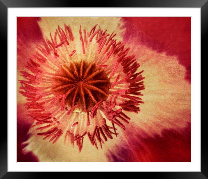 poppy in the pink Framed Mounted Print by Heather Newton