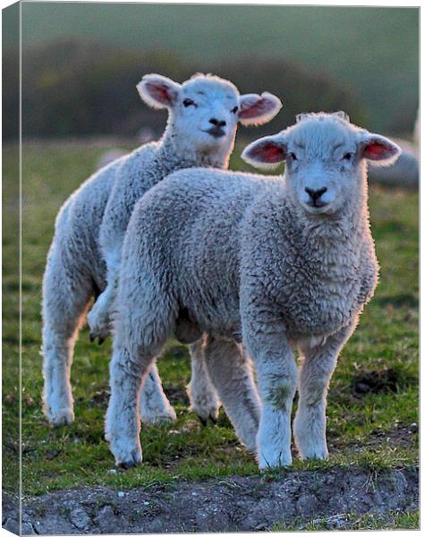 Lambs Canvas Print by Phil Clements