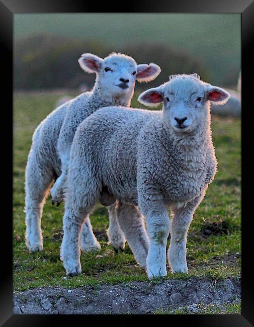 Lambs Framed Print by Phil Clements