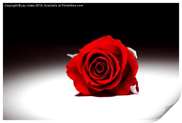 the lonely rose Print by jay clarke