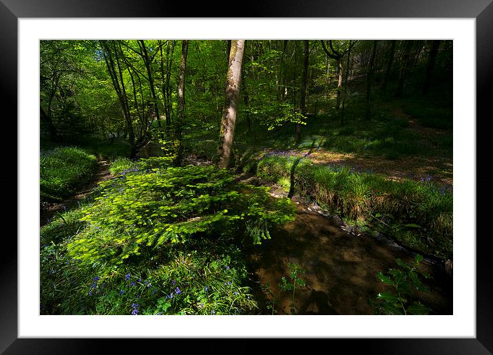 Bluebell Wood Framed Mounted Print by Rob Hawkins