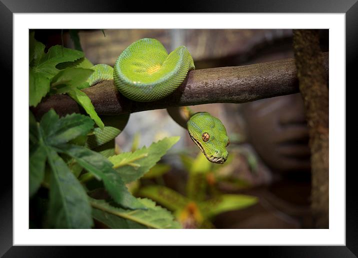 Green Tree Python Framed Mounted Print by Mark Llewellyn