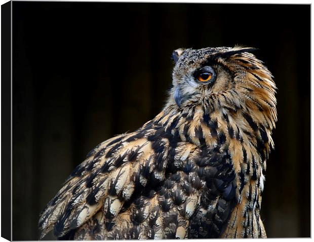 European Eagle Owl Canvas Print by Greg Marshall