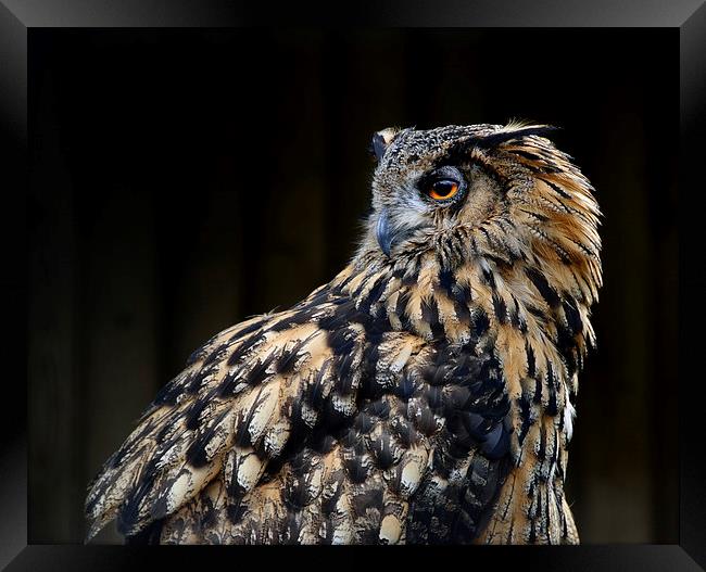 European Eagle Owl Framed Print by Greg Marshall