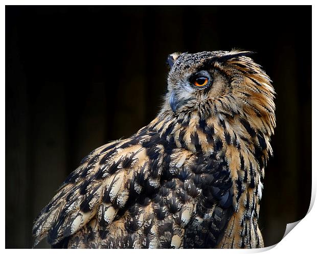 European Eagle Owl Print by Greg Marshall