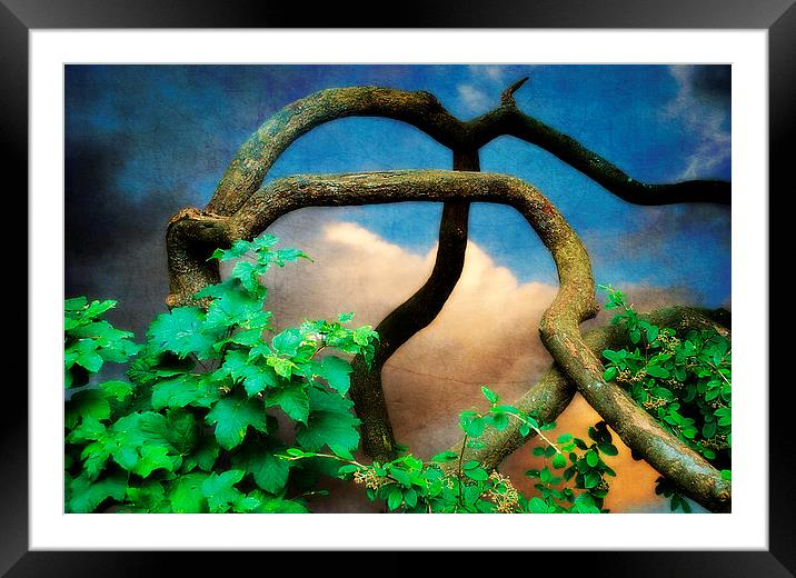 A Twisted Affair Framed Mounted Print by Christine Lake