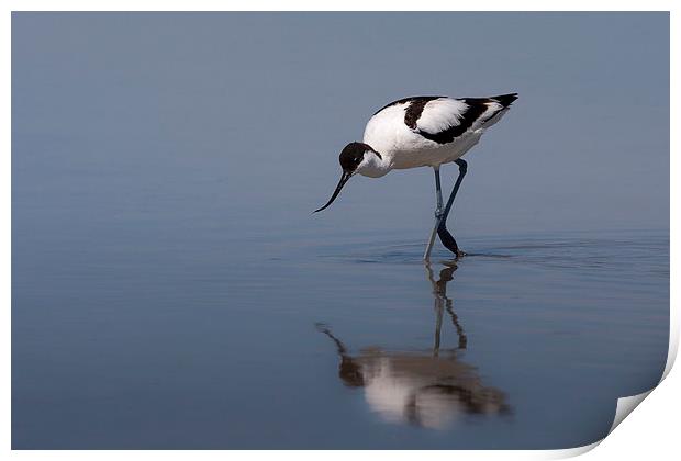 Peaceful Reflection Print by Mark Medcalf