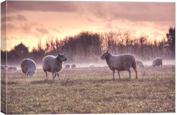 Sheep in Mist Canvas Print by Nigel Bangert