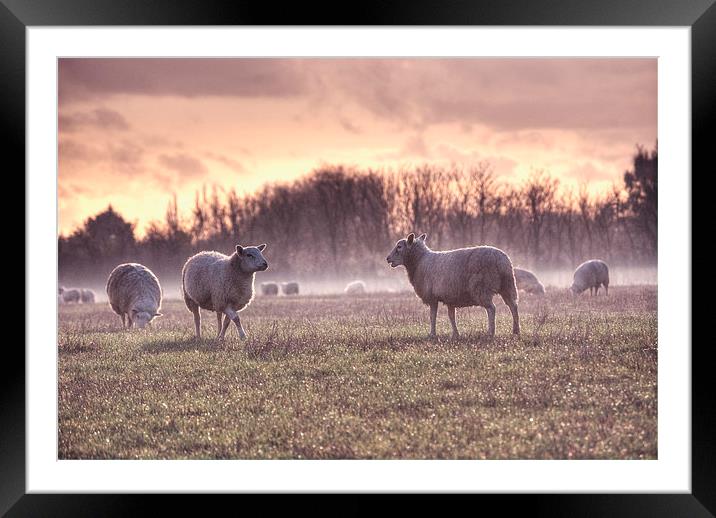 Sheep in Mist Framed Mounted Print by Nigel Bangert