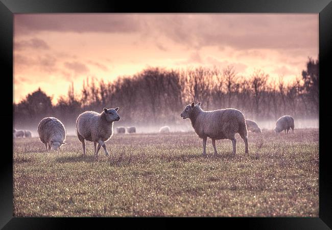 Sheep in Mist Framed Print by Nigel Bangert