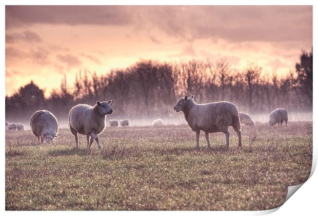 Sheep in Mist Print by Nigel Bangert
