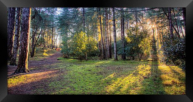 An autumns walk Framed Print by Mark Bunning