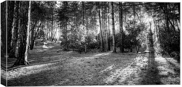 An autumns walk in Black and white Canvas Print by Mark Bunning