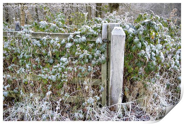 A Sprinkle Of Frost Print by David Birchall