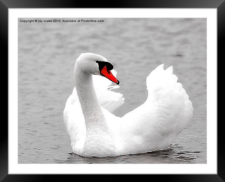 beautiful white swan Framed Mounted Print by jay clarke