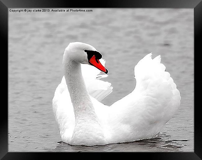beautiful white swan Framed Print by jay clarke