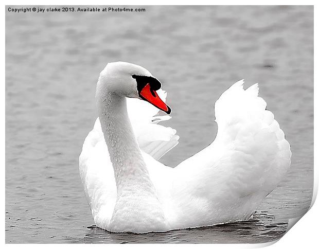 beautiful white swan Print by jay clarke
