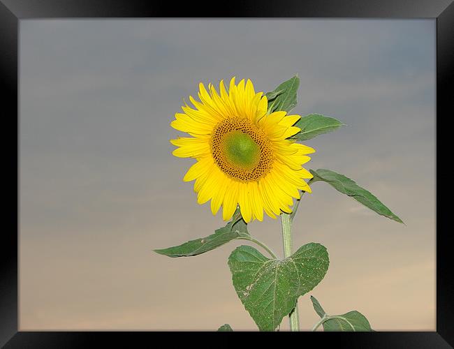 Sunflower against evening sky Framed Print by Louise Eksteen