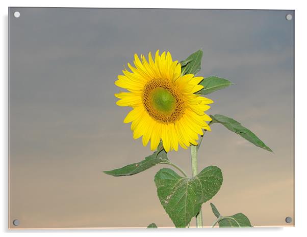 Sunflower against evening sky Acrylic by Louise Eksteen