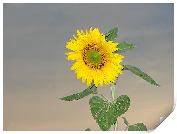 Sunflower against evening sky Print by Louise Eksteen