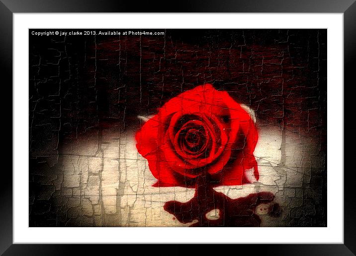 blood rose Framed Mounted Print by jay clarke