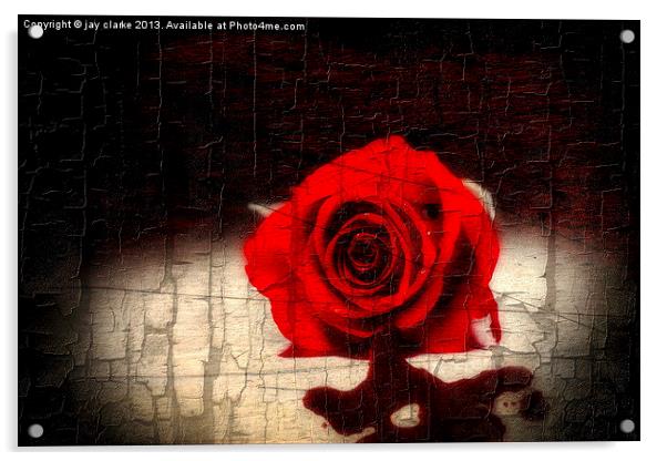 blood rose Acrylic by jay clarke