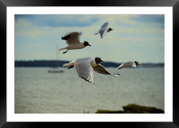 black headed gulls Framed Mounted Print by nick wastie