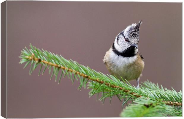 Punk - Crested Tit Canvas Print by Mark Medcalf