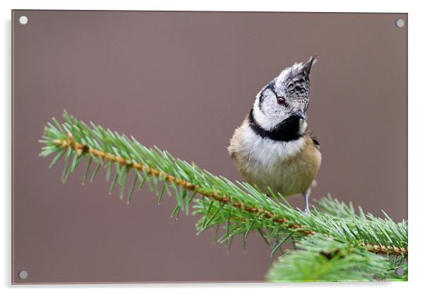 Punk - Crested Tit Acrylic by Mark Medcalf