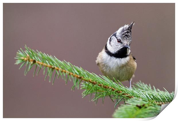 Punk - Crested Tit Print by Mark Medcalf