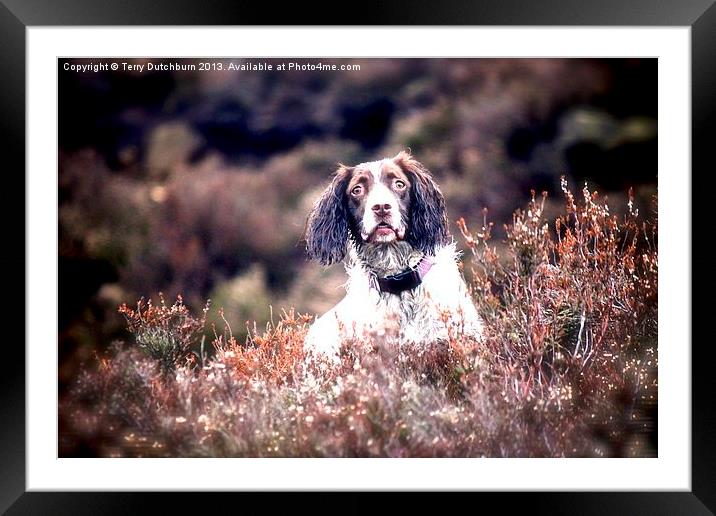 Spaniel in the heather Framed Mounted Print by Terry Dutchburn