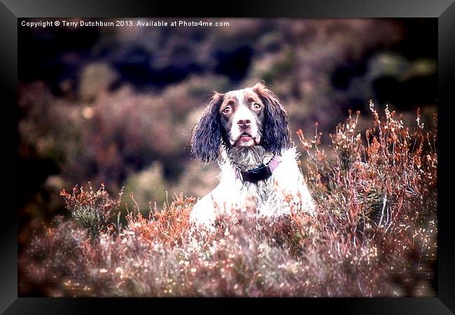 Spaniel in the heather Framed Print by Terry Dutchburn
