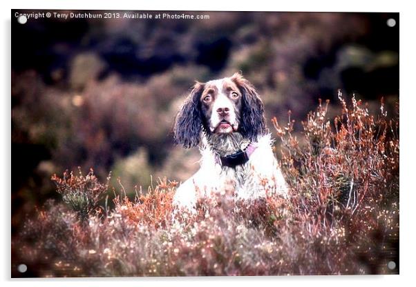 Spaniel in the heather Acrylic by Terry Dutchburn