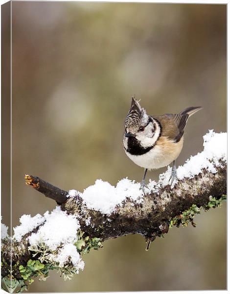 Crested tit in Snow Canvas Print by Mark Medcalf