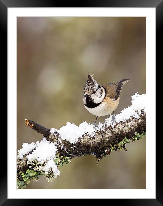 Crested tit in Snow Framed Mounted Print by Mark Medcalf