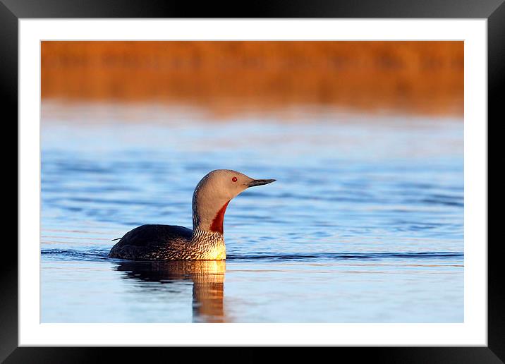 Red-throated diver Framed Mounted Print by Mark Medcalf