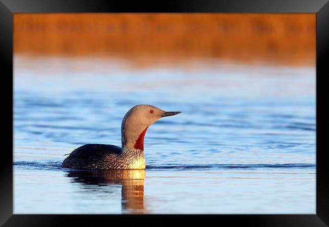 Red-throated diver Framed Print by Mark Medcalf