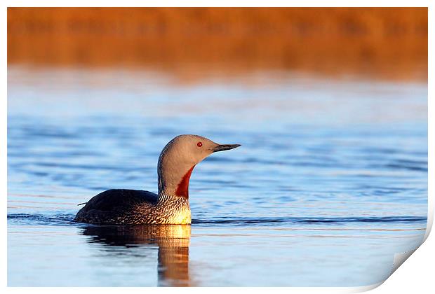 Red-throated diver Print by Mark Medcalf
