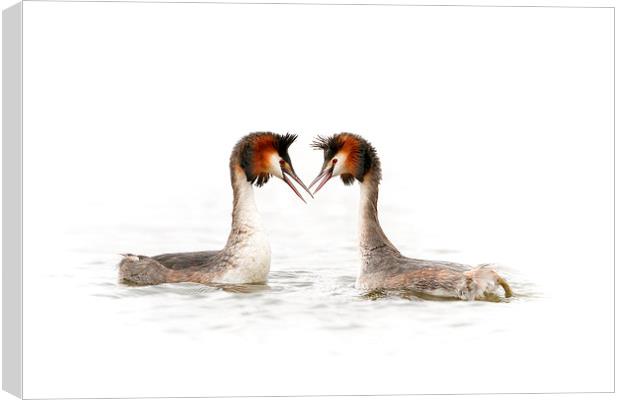 Love is in the Air Canvas Print by Mark Medcalf