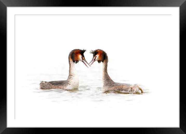 Love is in the Air Framed Mounted Print by Mark Medcalf