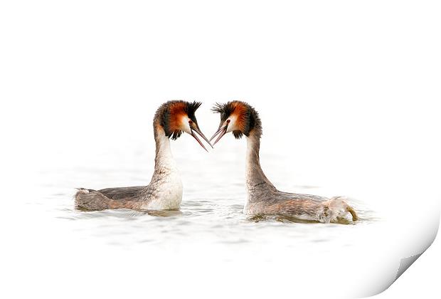 Love is in the Air Print by Mark Medcalf